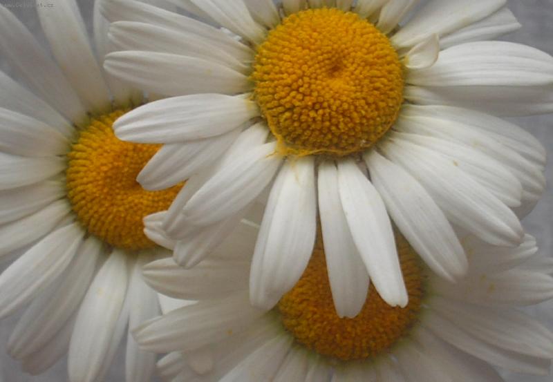 Foto: Kopretinky-Kopretinky