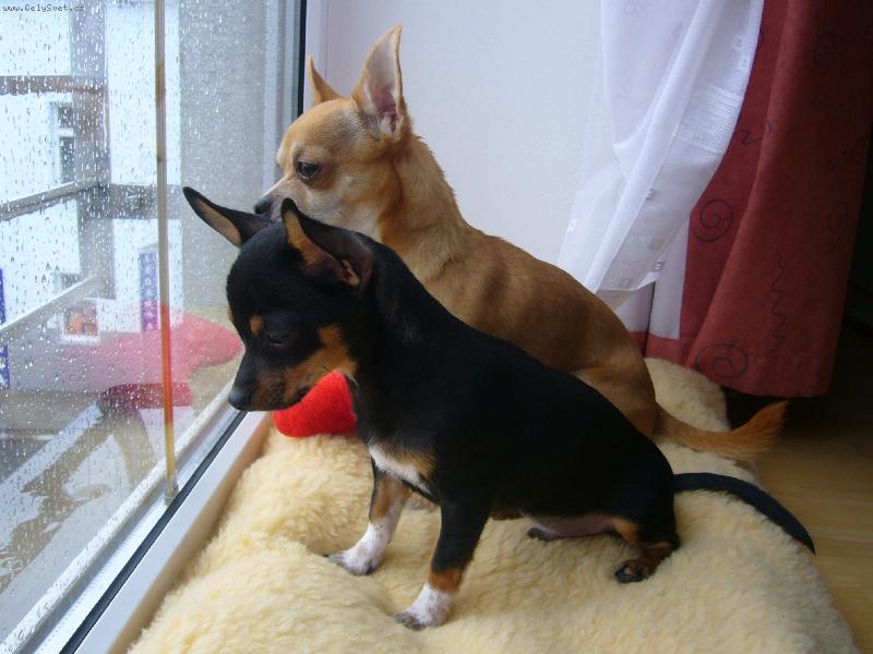 Foto: Celest�n a Valent�n