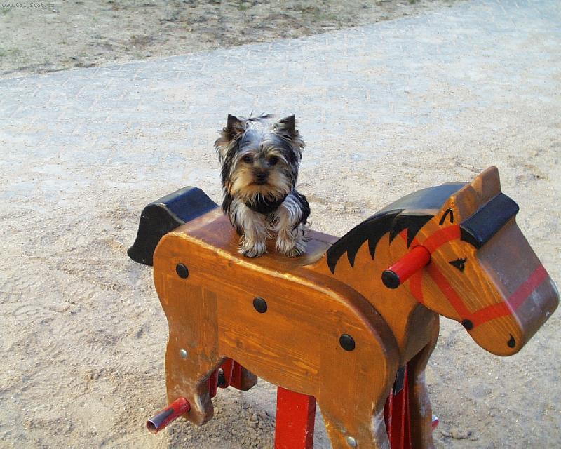 Foto: Ad�lka na koni