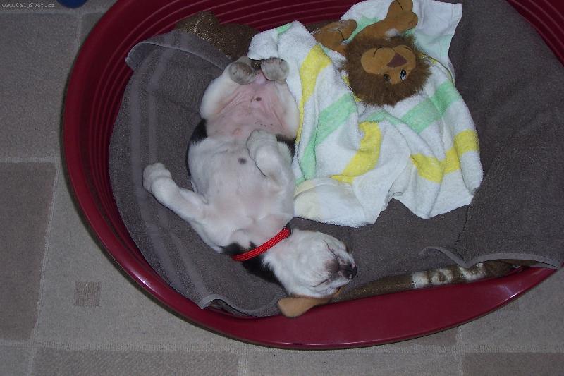 Foto: S�ra lebed�c�,sp�c�:-)