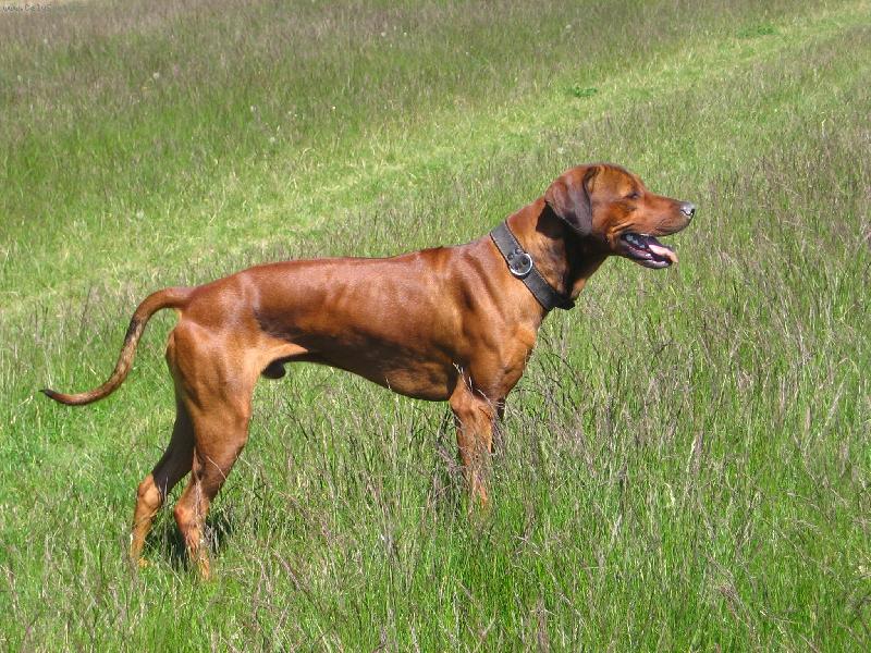 Foto: Alf Hanaho-13 m�s�c�