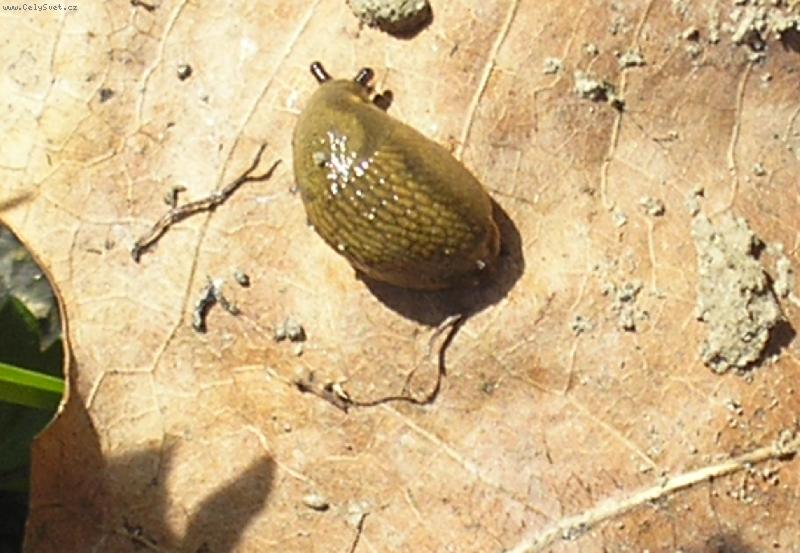 Foto: Slim�k-Slimda