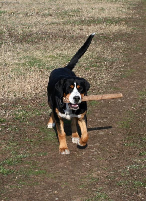 Foto: V�SP-Pes, 10 m�s�c�