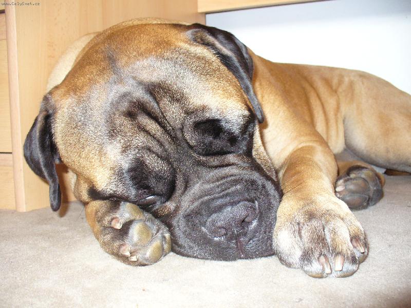 Foto: bulmastifka-spink�m