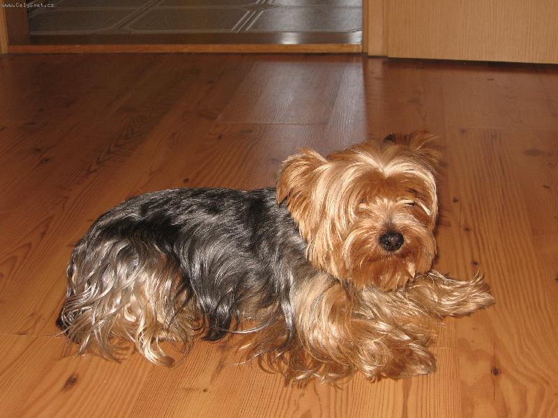 Foto: York��rsk� teri�r