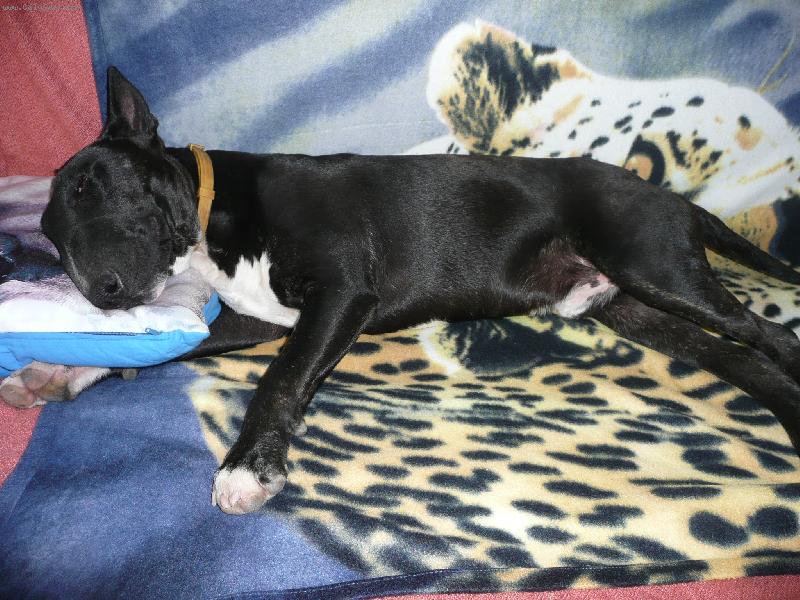 Foto: Pininy-Ozzynek spink�-neru�it