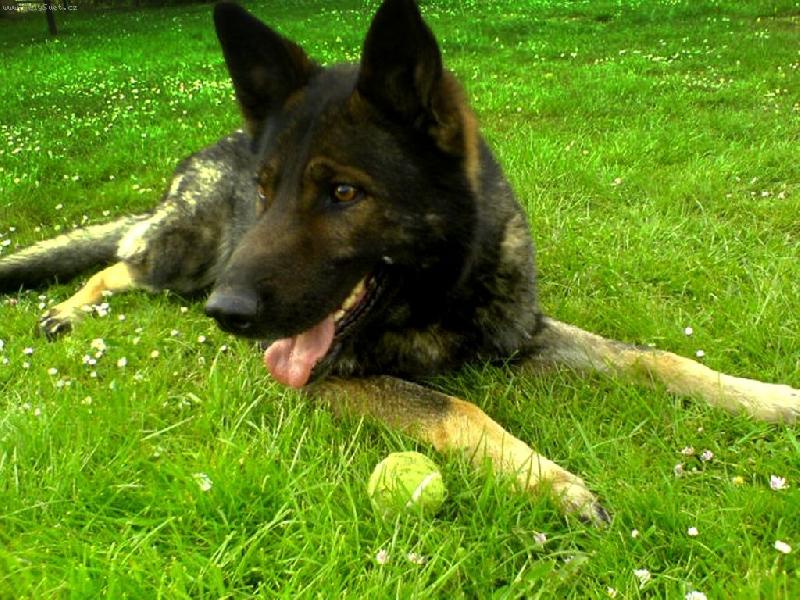 Foto: Ben�k-Ben�k s tenis�kem :)