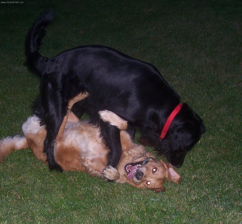 Foto: nasi pejsci-kdo s koho :)