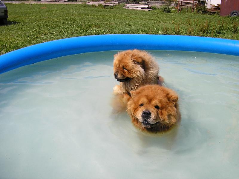 Foto: Plav�n�-plav��k a jeho �a�ka