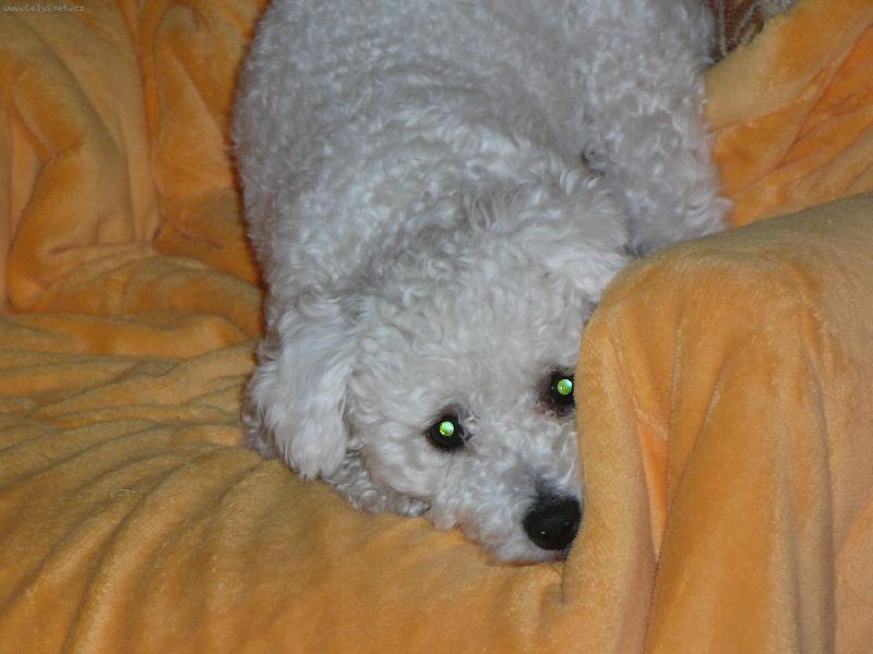 Foto: zase jsem n�co provedla?-Angie