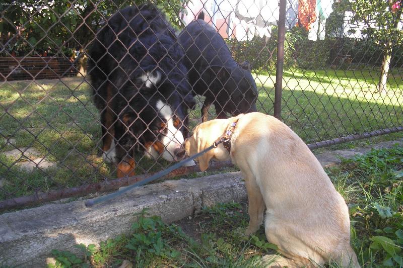 Foto: Pusinka-Labradorka,Sala�n�k a ...