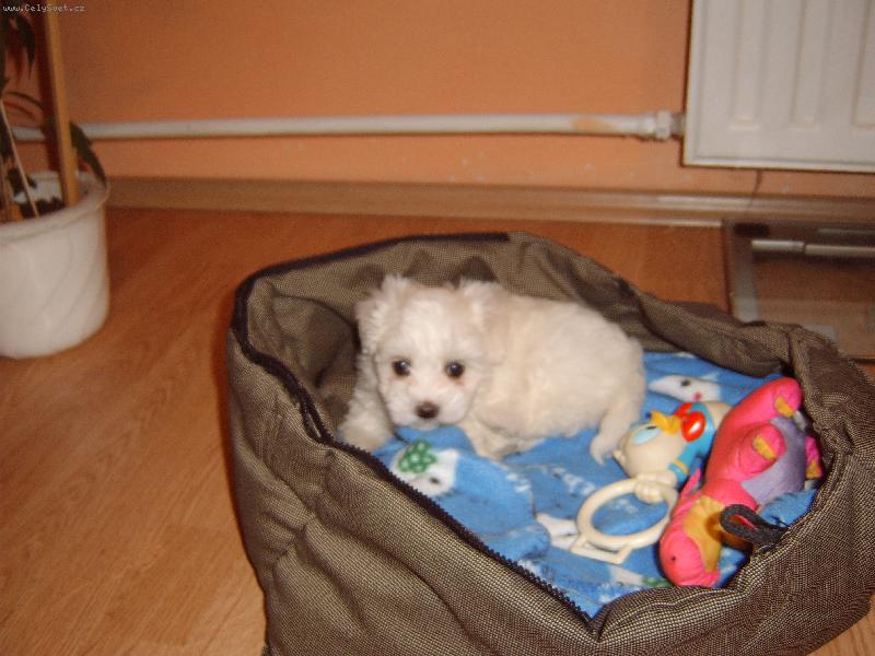 Foto: na�e Daphn�-Dafinka,kdy� m�la �est t�dn�