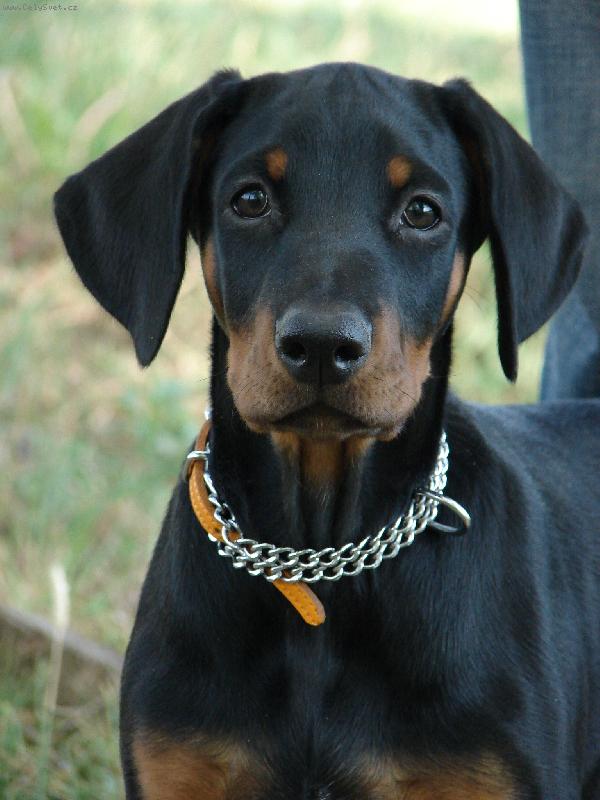 Foto: cca 3 m�s�ce