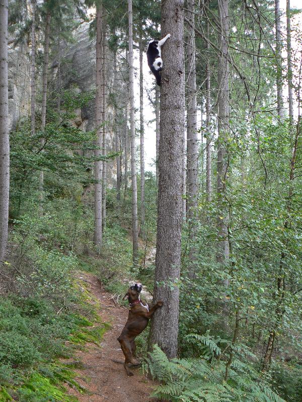 Foto: Blondy a ko�i�ka