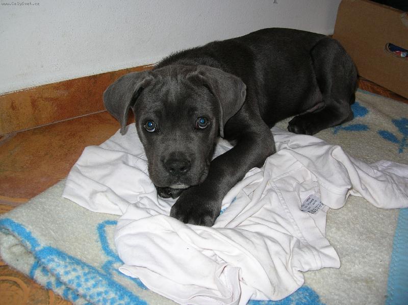 Foto: Ioshua - n� mil��ek