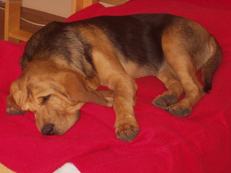 Foto: �nava-Blair Iseb