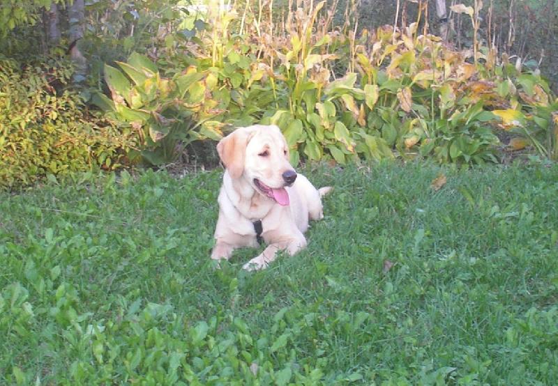 Foto: Britu�ka-17 t�dn�