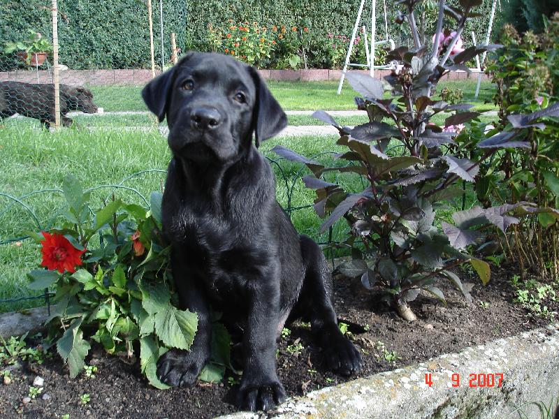 Foto: �ern� and�l-nejl�pe mi je v z�honech