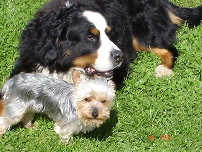 Foto: Na�i mil��ci-Alf�k a Pi�ta