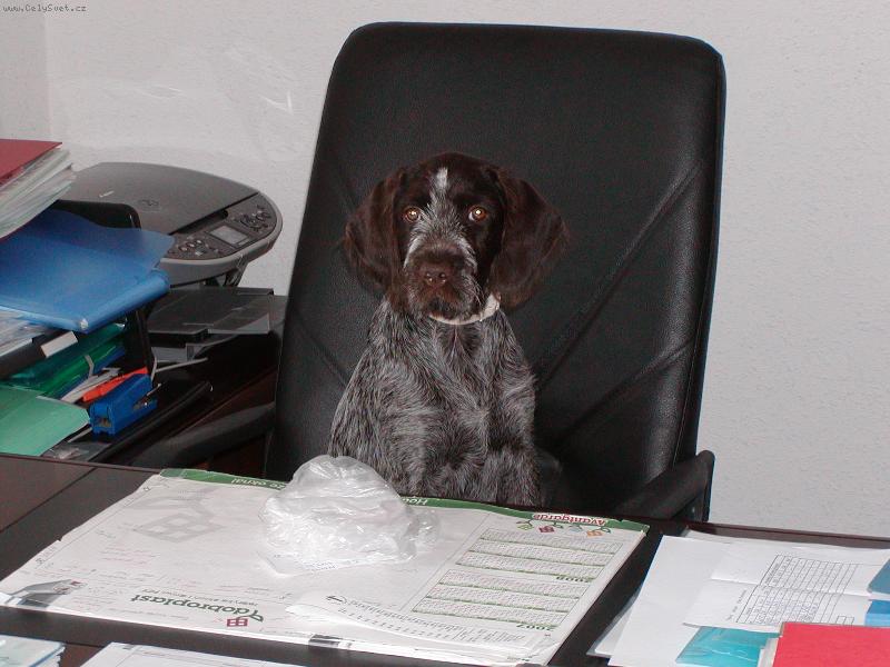 Foto: B�ra - 6 m�s�c�-Ta sva�ina vypad� dob�e :-)