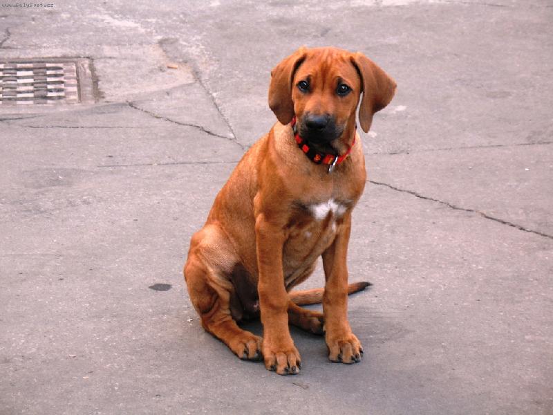 Foto: Jenny-Na�e zlat��ko