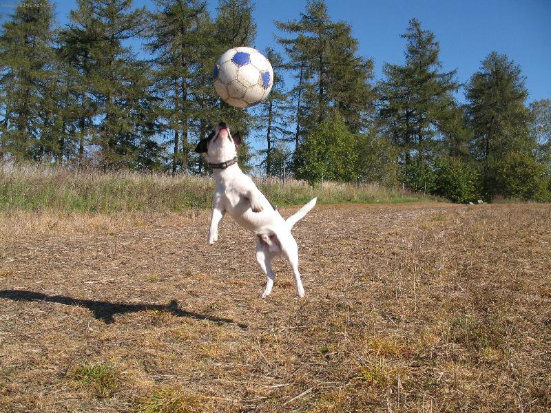 Foto: Joy�k fotbalista