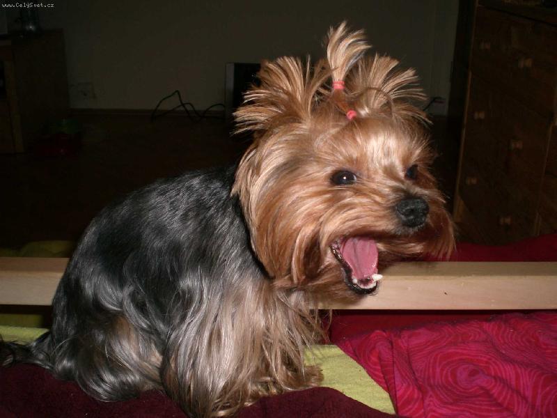 Foto: DObrou noc pani�ko