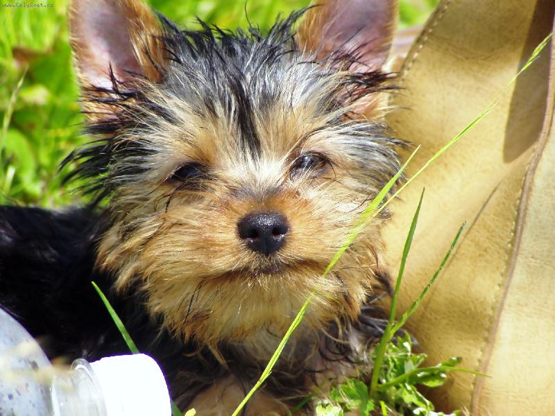 Foto: M� mazl��ek Leo