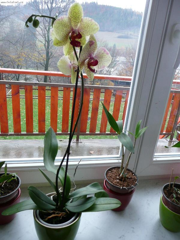 Foto: Moje prvn� Phalaenopsis
