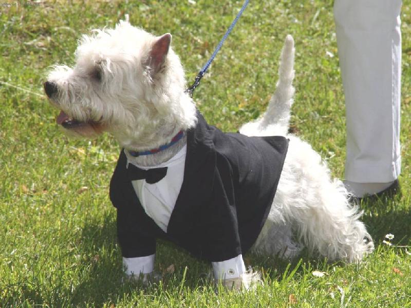 Foto: Neo na svatb�-P�n��k�v a pani�ky svatebn� den