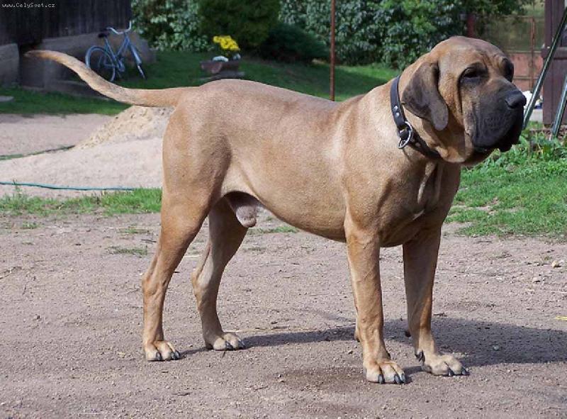 Foto: Bradock JB Santa Luz�a 3 roky