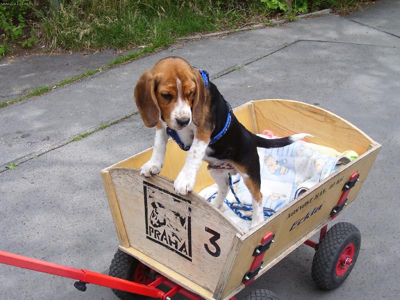 Foto: i pejska bol� no�i�ky....