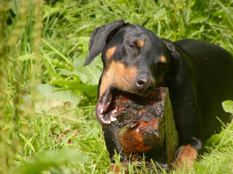 Foto: Na�e �i�ka Barunka