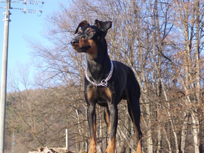 Foto: athoseimmi.estranky.cz-n� manchester