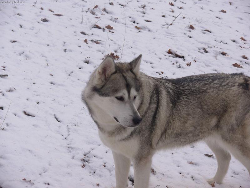 Foto: malamut-moje nellynka prekrasna