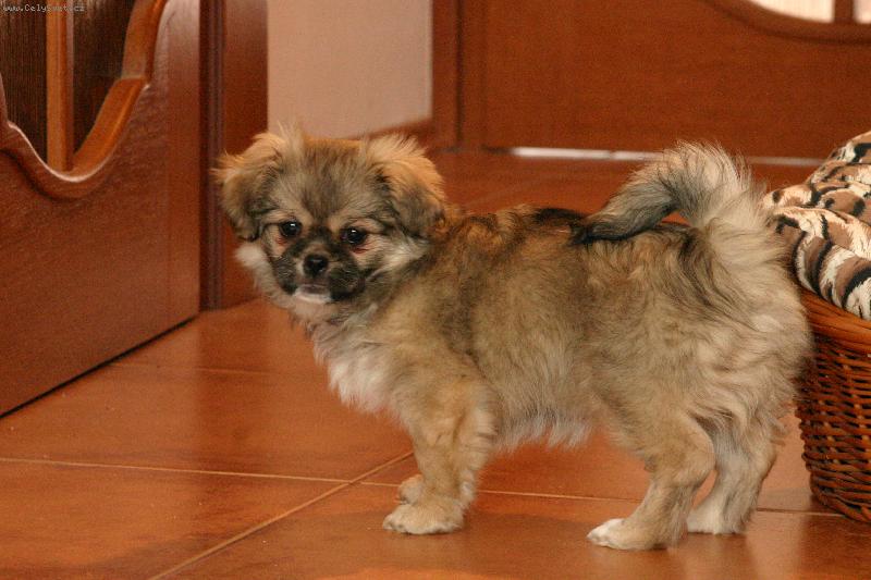 Foto: Abby-3 m�s�ce