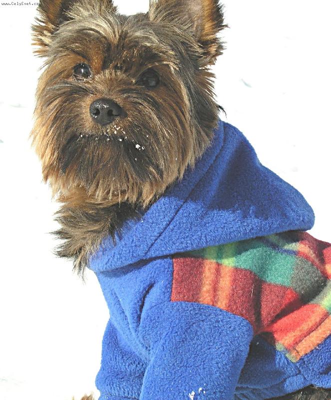 Foto: Zimn� radov�nky