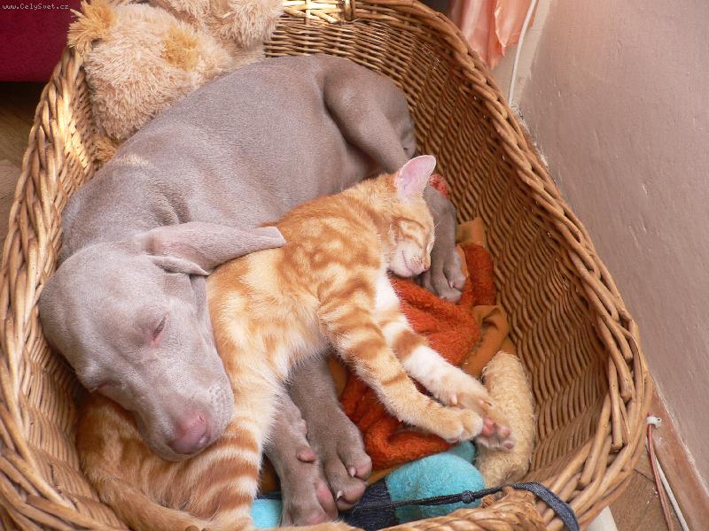 Foto: ve dvou se to l�pe t�hne