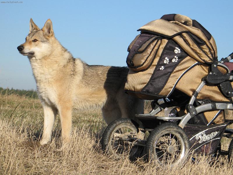 Foto: Osobn� str�ce-Bodyguard