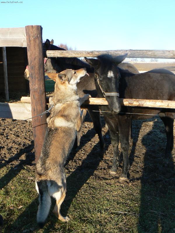 Foto: Cir a h��bata