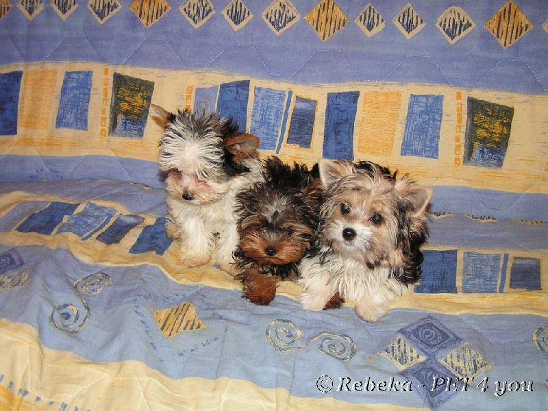 Foto: moji prvn� Biewers-l�to 2006