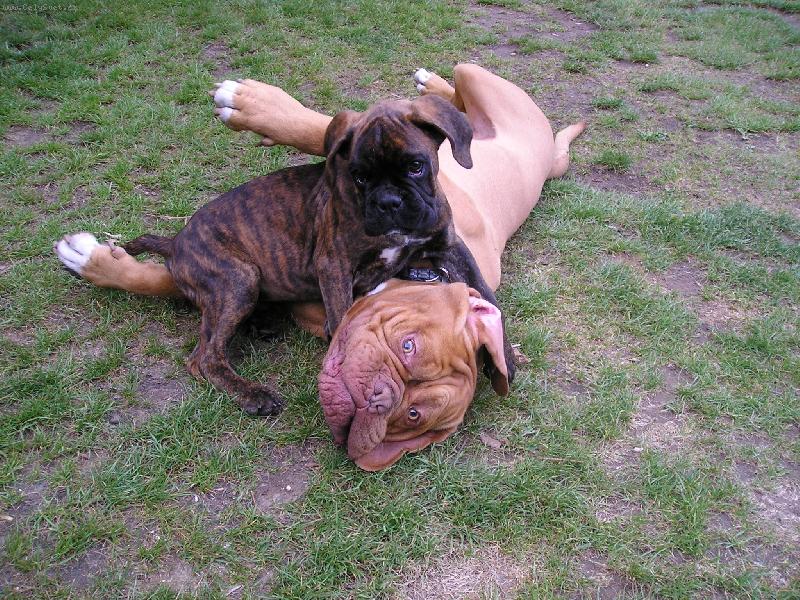 Foto: Bad��ek s Alfr�dem-Boxinka a Bor���ek