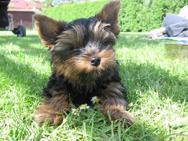 Foto: ��n�k v�t� jaro-3 m�s�ce