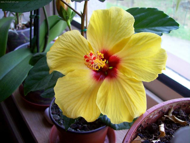 Foto: ibi�ek-�lut� ibi�ek