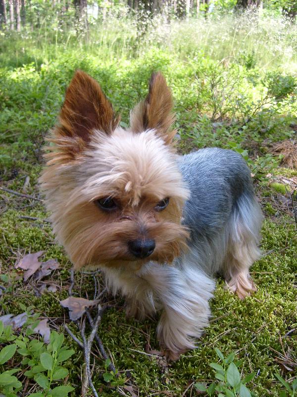 Foto: Monty na bor�vk�ch