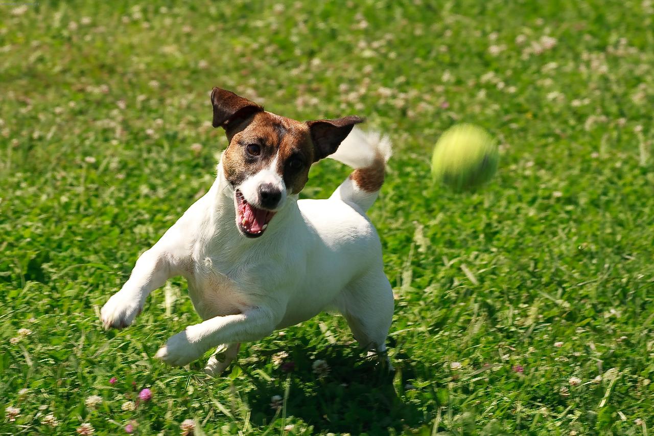 Foto: Assola-Assolka miluje m��ky :-)