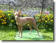 Dorita Ina Mesicni kvetina 2005