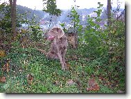 V�marsk� oha� dlouhosrst�