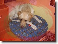 Raj��tka Megie miluje