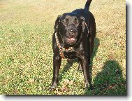 Bryta od mar�ovsk�ch luk